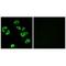 Leukocyte Immunoglobulin Like Receptor B4 antibody, A04924, Boster Biological Technology, Immunohistochemistry frozen image 