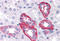 Gamma-secretase subunit APH-1A antibody, MBS243196, MyBioSource, Immunohistochemistry paraffin image 