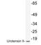 Urotensin 2 antibody, LS-C200046, Lifespan Biosciences, Western Blot image 