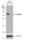 Leucine Rich Repeat Containing 59 antibody, NBP2-17172, Novus Biologicals, Western Blot image 