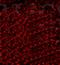 Fascin Actin-Bundling Protein 1 antibody, orb13646, Biorbyt, Immunofluorescence image 