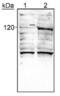 HIF-2-alpha antibody, MA1-16519, Invitrogen Antibodies, Western Blot image 