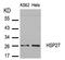 HSPB1 antibody, AP02744PU-N, Origene, Western Blot image 