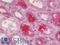 Dynactin Subunit 1 antibody, LS-B10901, Lifespan Biosciences, Immunohistochemistry paraffin image 