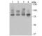 Furin, Paired Basic Amino Acid Cleaving Enzyme antibody, A01344-1, Boster Biological Technology, Western Blot image 