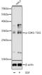 Cyclin Dependent Kinase 1 antibody, AP0324, ABclonal Technology, Western Blot image 