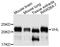 Von Hippel-Lindau Tumor Suppressor antibody, abx125410, Abbexa, Western Blot image 