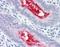 Ectonucleotide Pyrophosphatase/Phosphodiesterase 3 antibody, orb88048, Biorbyt, Immunohistochemistry paraffin image 