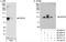 DEAD-Box Helicase 20 antibody, A300-651A, Bethyl Labs, Immunoprecipitation image 