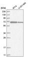 Zinc Finger Protein 792 antibody, PA5-65141, Invitrogen Antibodies, Western Blot image 