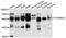 FAD Dependent Oxidoreductase Domain Containing 1 antibody, abx125851, Abbexa, Western Blot image 