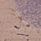 CutA Divalent Cation Tolerance Homolog antibody, HPA064369, Atlas Antibodies, Immunohistochemistry frozen image 