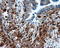 Atrial natriuretic peptide receptor 3 antibody, LS-C115087, Lifespan Biosciences, Immunohistochemistry paraffin image 