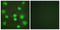 GATA Binding Protein 4 antibody, LS-C117900, Lifespan Biosciences, Immunofluorescence image 