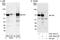 Factor Interacting With PAPOLA And CPSF1 antibody, A301-462A, Bethyl Labs, Immunoprecipitation image 
