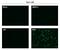 Zika Virus antibody, GTX634159, GeneTex, Immunofluorescence image 