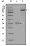 RUNX Family Transcription Factor 2 antibody, orb10256, Biorbyt, Western Blot image 
