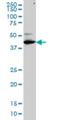 Transcription Factor Dp Family Member 3 antibody, H00051270-M01, Novus Biologicals, Western Blot image 