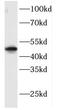 F-Box Protein 8 antibody, FNab03050, FineTest, Western Blot image 