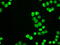 Neurogenin 1 antibody, GTX84047, GeneTex, Immunofluorescence image 