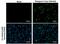 Dengue Virus Type 1-4  antibody, MA1-27093, Invitrogen Antibodies, Immunofluorescence image 