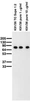 WASP Family Member 1 antibody, 73-048, Antibodies Incorporated, Western Blot image 