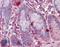 Regulator Of G Protein Signaling 1 antibody, LS-B3594, Lifespan Biosciences, Immunohistochemistry paraffin image 