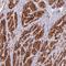 Coiled-Coil Domain Containing 154 antibody, HPA048237, Atlas Antibodies, Immunohistochemistry frozen image 