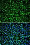 TAP Binding Protein antibody, LS-C748410, Lifespan Biosciences, Immunofluorescence image 