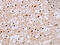Nuclear pore complex protein Nup50 antibody, CSB-PA018458, Cusabio, Immunohistochemistry paraffin image 