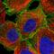 RDR antibody, HPA035240, Atlas Antibodies, Immunocytochemistry image 