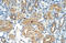 Fibronectin 1 antibody, orb330186, Biorbyt, Immunohistochemistry paraffin image 
