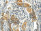 Musashi RNA Binding Protein 1 antibody, CSB-PA035388, Cusabio, Immunohistochemistry paraffin image 