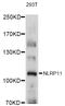 NLR Family Pyrin Domain Containing 11 antibody, LS-C747310, Lifespan Biosciences, Western Blot image 