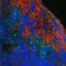 Ly-6B.2 Alloantigen antibody, MCA771G, Bio-Rad (formerly AbD Serotec) , Immunohistochemistry frozen image 