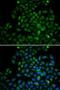 Fatty Acid Binding Protein 4 antibody, orb129603, Biorbyt, Immunofluorescence image 