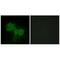 STE20 Like Kinase antibody, A01614, Boster Biological Technology, Immunofluorescence image 