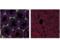 Cytochrome P450 Family 17 Subfamily A Member 1 antibody, 94004S, Cell Signaling Technology, Flow Cytometry image 