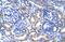 CAMP Responsive Element Binding Protein 3 Like 2 antibody, PA5-40951, Invitrogen Antibodies, Immunohistochemistry frozen image 