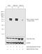 Mitogen-Activated Protein Kinase 8 antibody, MA5-14943, Invitrogen Antibodies, Western Blot image 