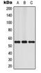 Nuclear Factor I A antibody, LS-C354251, Lifespan Biosciences, Western Blot image 