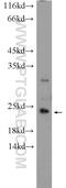 Centrosomal Protein 19 antibody, 26036-1-AP, Proteintech Group, Western Blot image 