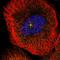 Mdm1 Nuclear Protein antibody, HPA041594, Atlas Antibodies, Immunofluorescence image 