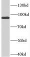 MYB Proto-Oncogene Like 2 antibody, FNab00926, FineTest, Western Blot image 