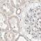 mBD-1 antibody, PA5-54776, Invitrogen Antibodies, Immunohistochemistry frozen image 