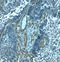 Palmdelphin antibody, LS-C358493, Lifespan Biosciences, Immunohistochemistry frozen image 