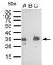 S-tag epitope tag antibody, GTX628791, GeneTex, Immunoprecipitation image 