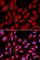 BAG family molecular chaperone regulator 1 antibody, A1104, ABclonal Technology, Immunofluorescence image 