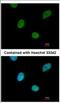 CCR4-NOT transcription complex subunit 3 antibody, NBP2-15928, Novus Biologicals, Immunocytochemistry image 