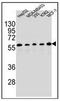 Paired Box 1 antibody, AP53177PU-N, Origene, Western Blot image 